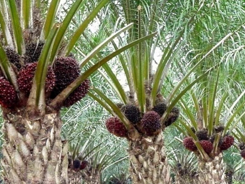 Keine Burkas und kein Palmöl: Worüber stimmen wir eigentlich ab?